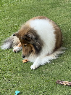 Brown and white Collie dog eating a cookie while resting on grass