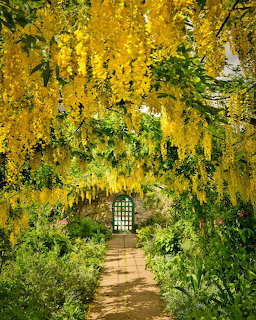 Yellow laburnum flowers cascading over garden path with white gate