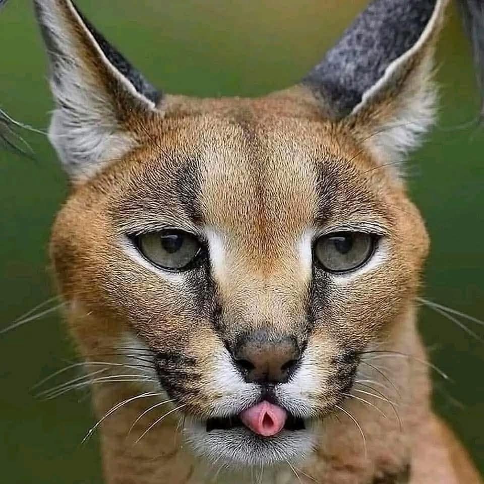 Close-up of a caracal face with tufted ears and tongue slightly sticking out