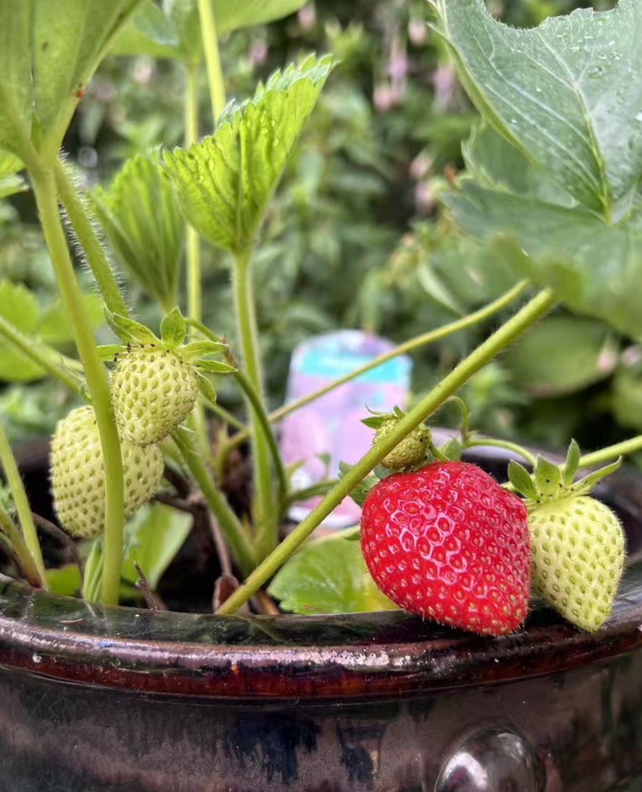 Cluster of ripe red strawberries with green leafy tops