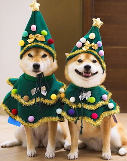 Two Shiba Inu dogs in matching green Christmas tree costumes with ornaments and stars