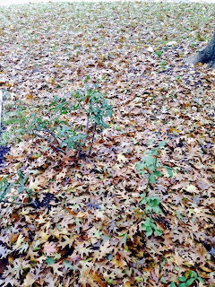 Dense layer of fallen autumn leaves covering ground with scattered green plants visible beneath