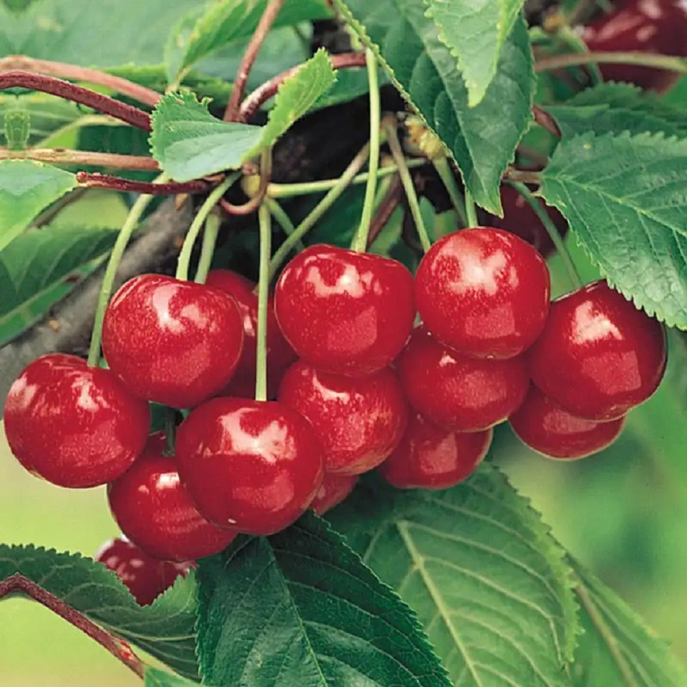 Ripe Red Cherries