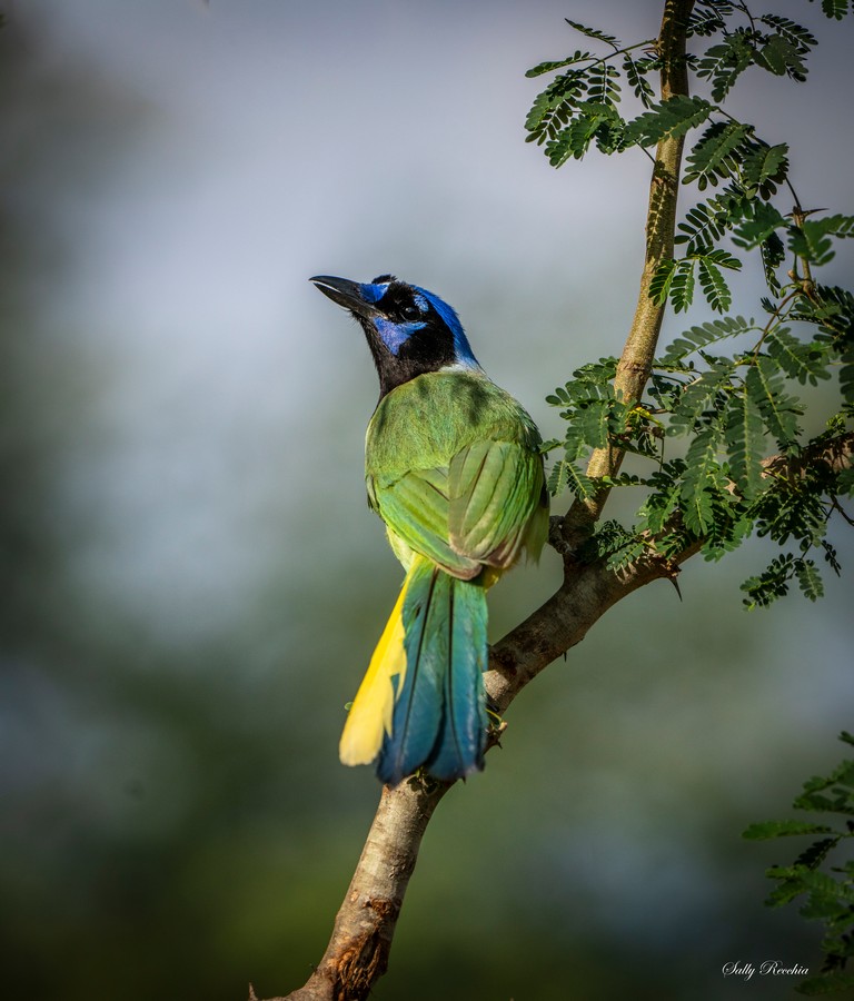 Colorful Green Jay bird perched on a tree branch with blue head and green plumage