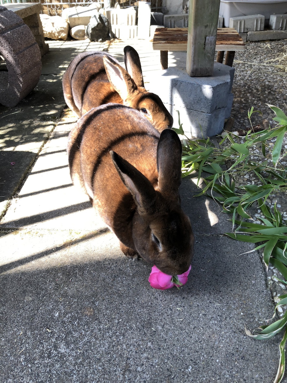 Two brown rabbits eating from a small pink bowl on a sunlit patio with plants nearby