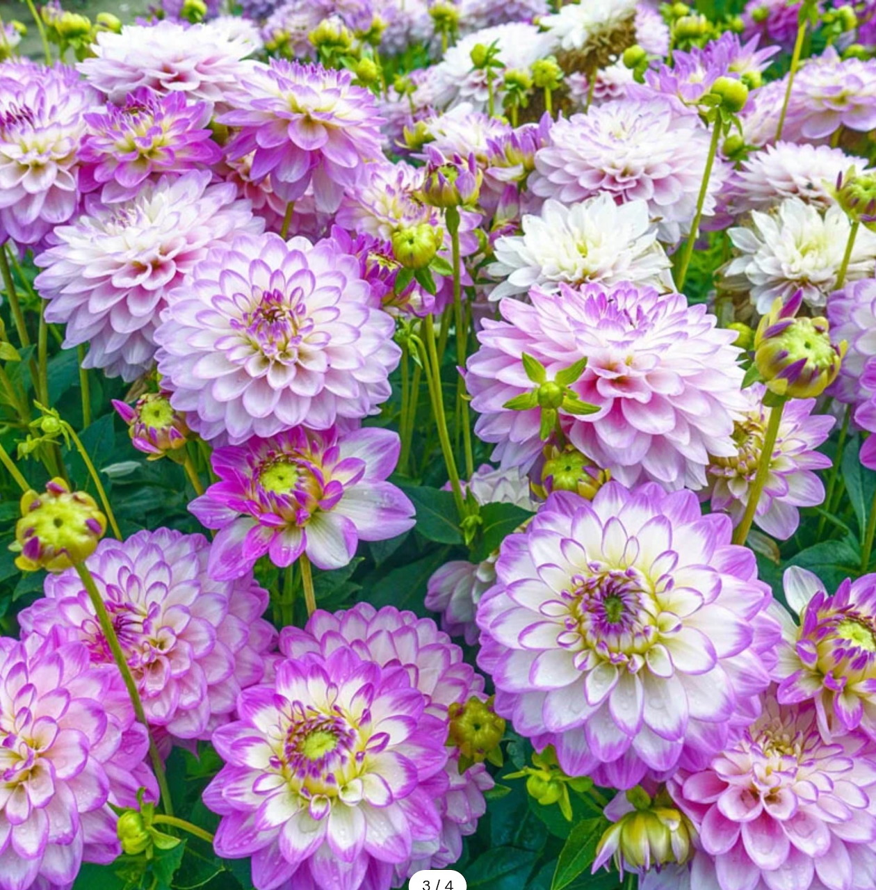Dense cluster of pink and white dahlia flowers with layered petals and yellow centers among green leaves