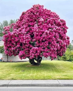 Large rhododendron tree fully covered in bright pink flowers on a green lawn near a house