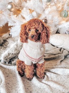 Brown poodle wearing a white sweater sitting under a white Christmas tree