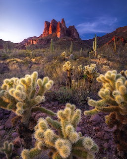 Cholla cacti in foreground with saguaro cacti and tall red rock formations at dusk in the desert