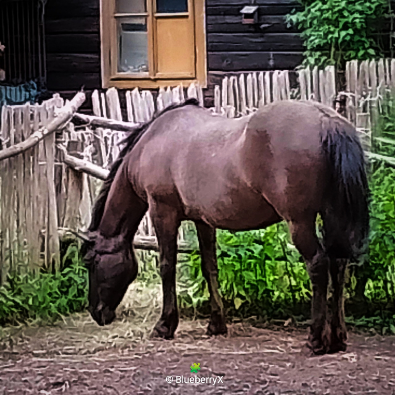 Brown horse grazing near wooden cabin with white fence