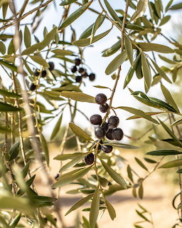 Close-up of black olives hanging on leafy olive tree branches outdoors