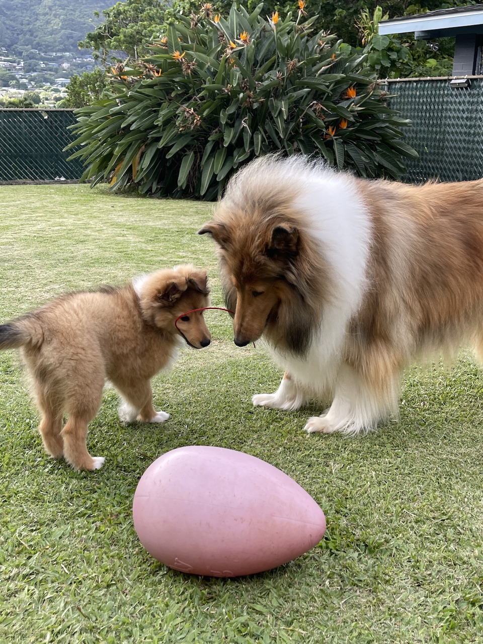 Collie and Puppy Playing