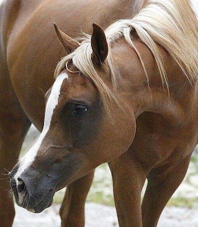 Close-up of a palomino horse with white mane and golden coat in profile