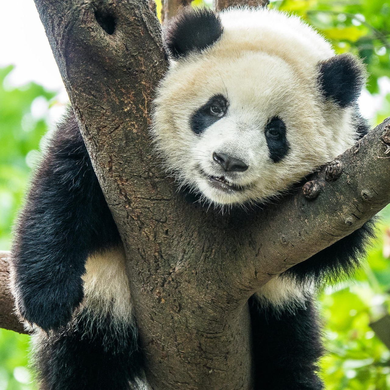 Young giant panda holding onto tree branch with green leaves in background
