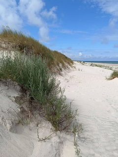 Sandy beach dunes covered with green grass under a blue sky with scattered clouds