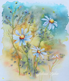 Watercolor Daisy Flowers