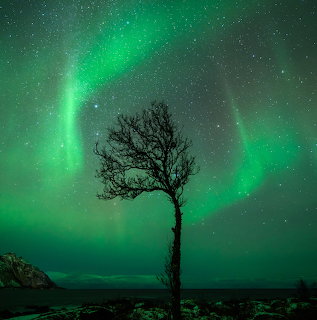 Lone tree silhouetted under green northern lights in a starry night sky