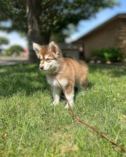 Siberian Husky puppy with fluffy red-brown and white coat standing on grass lawn
