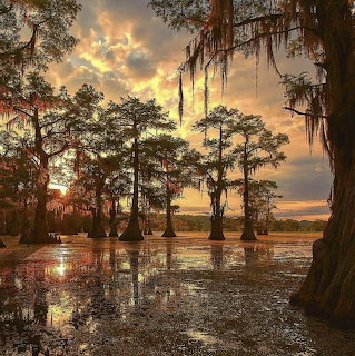 Sunrise over a cypress swamp with Spanish moss, reflective water, and glowing clouds