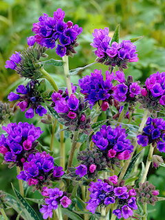 Lungwort Flowers