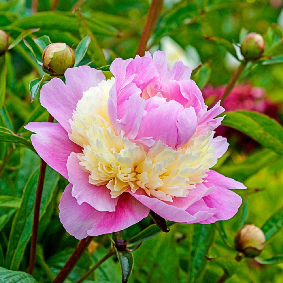 Pink and white peony flower in full bloom with green foliage and buds