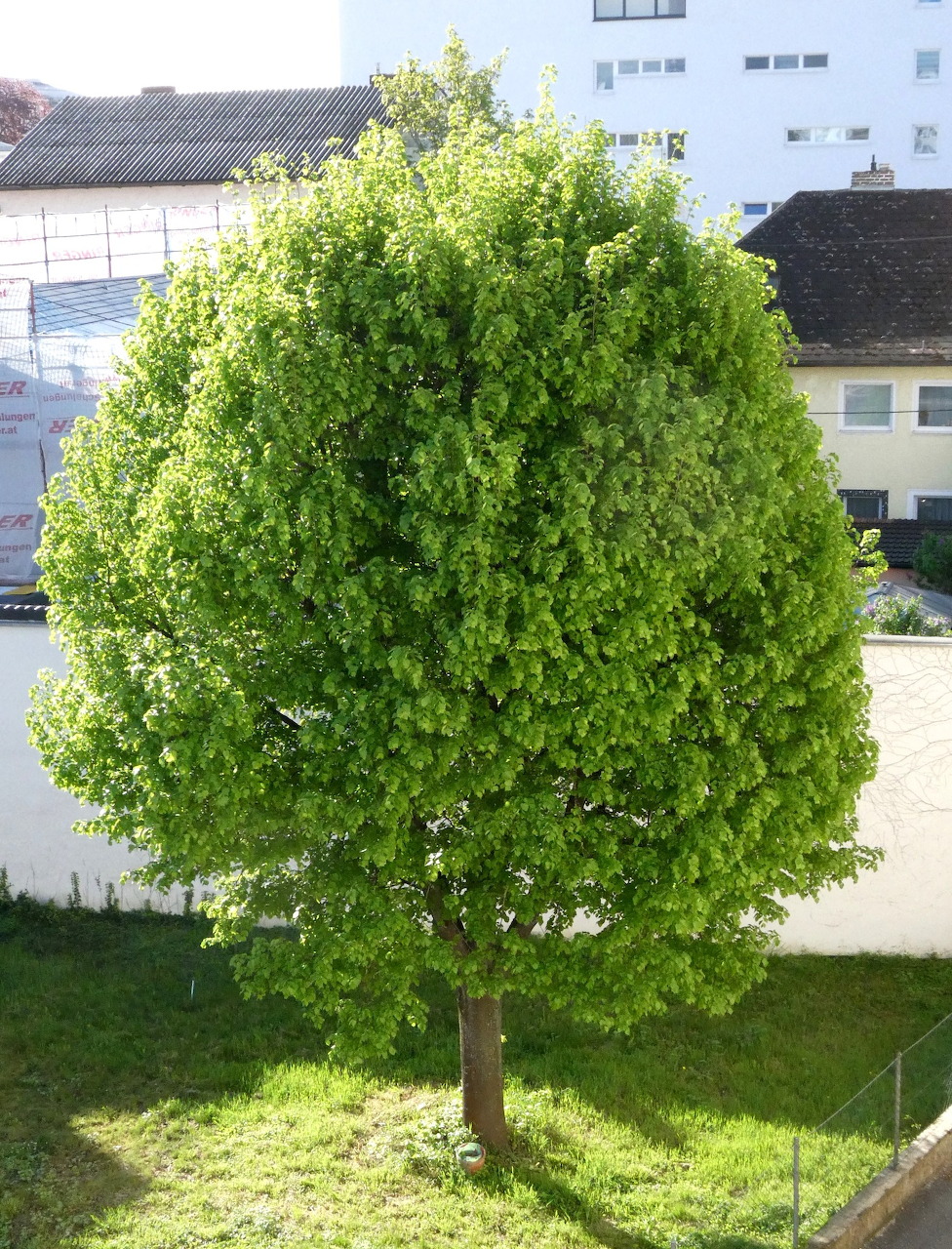 Linden Tilia Tree