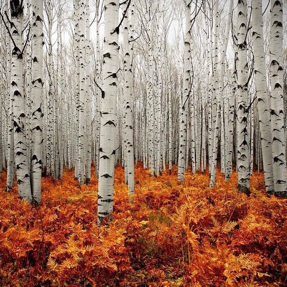 White birch tree trunks with black markings rising from orange autumn undergrowth in a dense forest