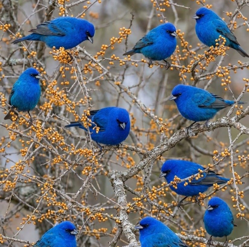 Blue Birds on Branches