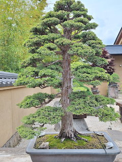 Japanese Bonsai Tree