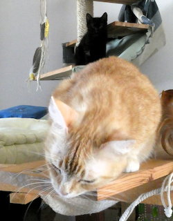 Orange taby cat sleeping on a wooden cat tree shelf with a black cat in a hammock above