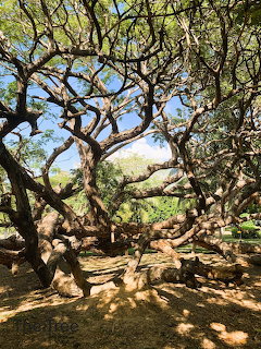 Large old tree with twisted spreading branches in a park-like setting under blue sky