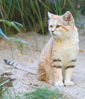 Sand cat sitting on sand with green grass behind, showing striped legs and pale tan coat