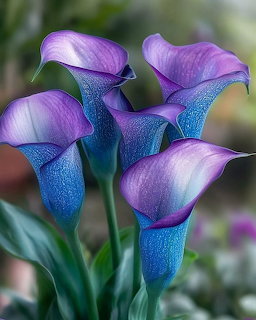 Purple Calla Lily Flowers