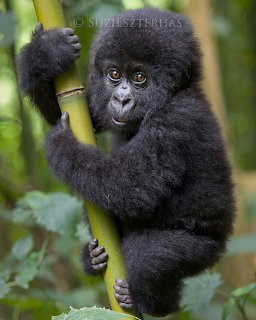 Baby gorilla with fluffy black fur holding bamboo stalk in green forest