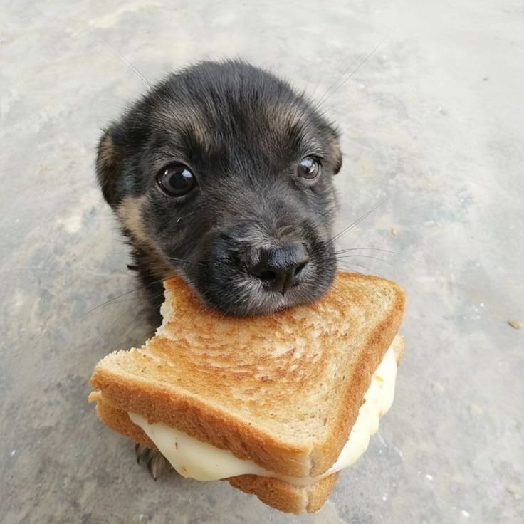 Pupy Eating Grilled Cheese