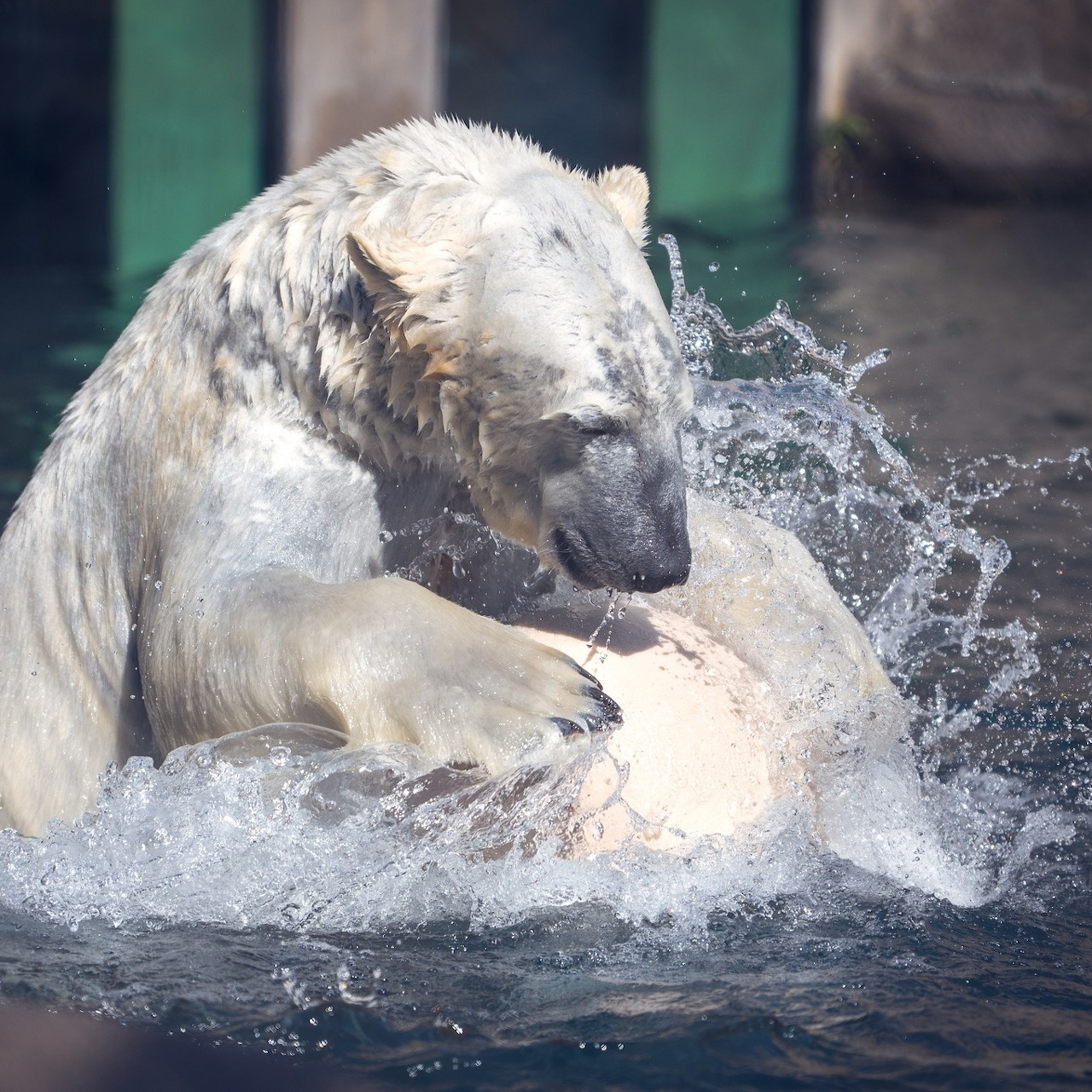 Polar bear shaking water off its head, creating splash and spray droplets
