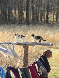 Two cats sitting on wooden post above hanging laundry with field and trees behind