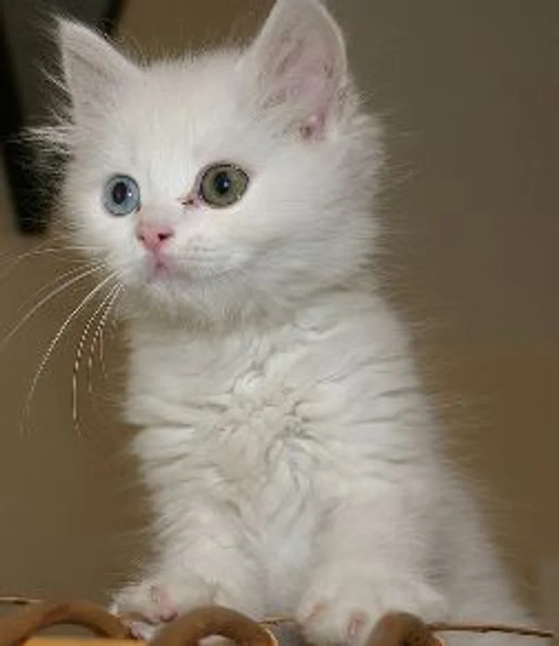 Fluffy white kitten with one blue eye and one green eye sitting and looking at the camera