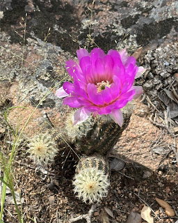 Pink Cactus Flower Bloom