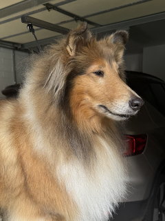Close-up of alert rough collie dog with tan and white fur in garage