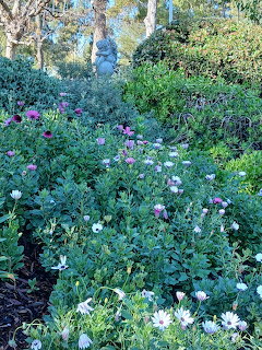 Dense garden bed with colorful daisies and flowering plants amid lush green foliage
