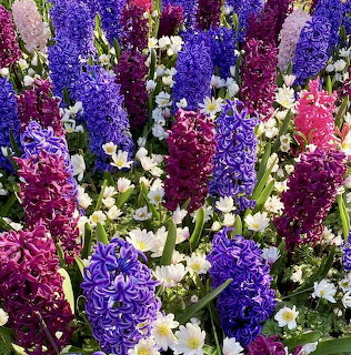 Colorful Hyacinth Flowers