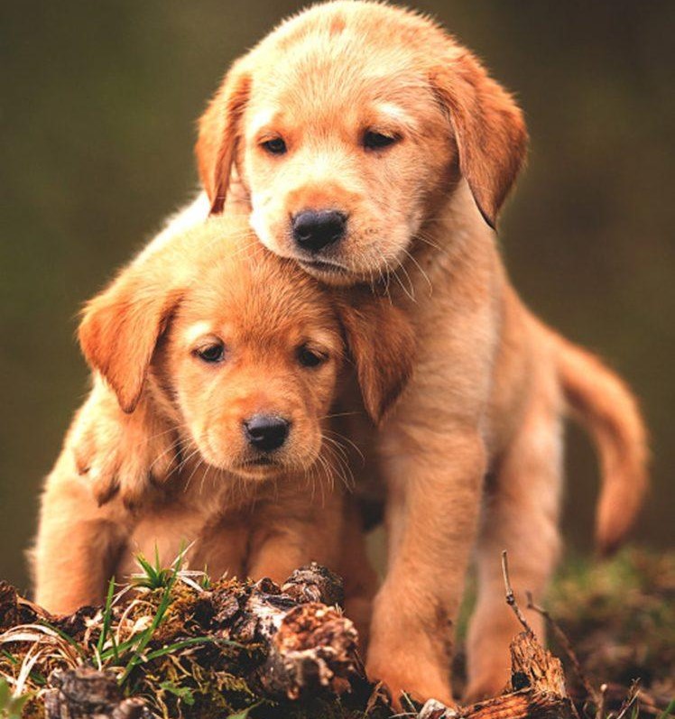 Two golden retriever puppies cuddling on a mossy log, one puppy resting its head on the other