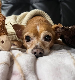 Small brown Chihuahua lying on a white blanket wearing a cream knit sweater