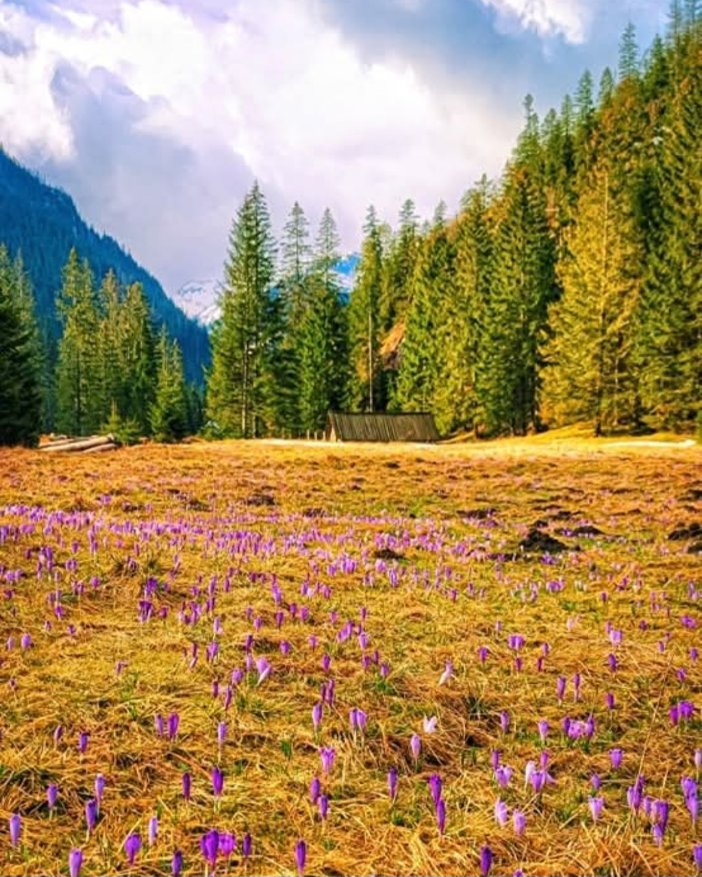 Mountain meadow filled with purple crocus flowers, evergreen forest, and mountain peaks in the background