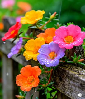 Colorful Portulaca Flowers