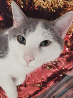 Close-up of a white and gray cat with green eyes on a pink sequin background