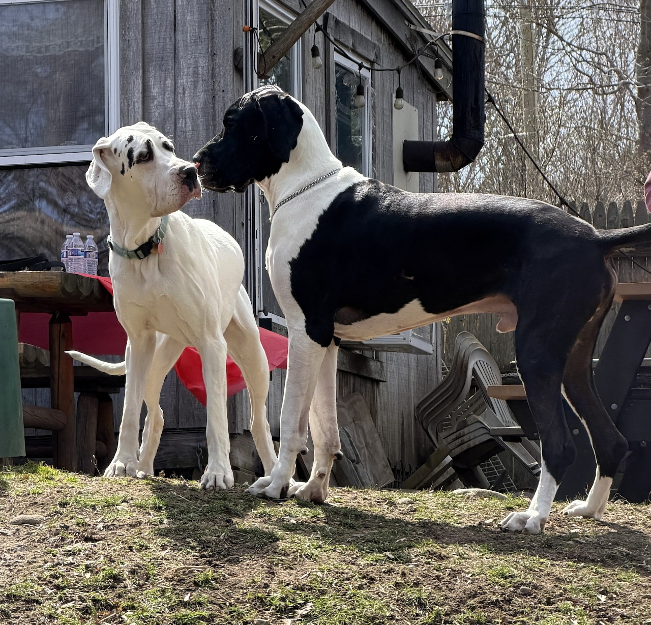 Two Dogs Outdoors