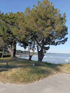 Pine trees on a grassy coast with a calm bay and mored boats in the background
