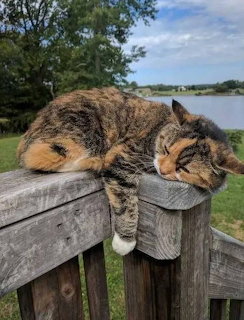 Tortoiseshell cat sleeping on a wooden fence post with green landscape and pond in the background